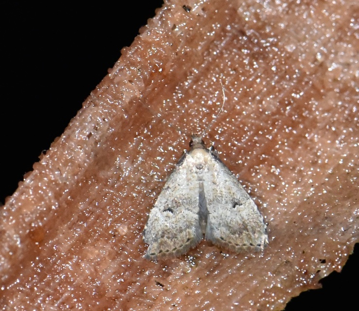 Hypenodes pannonica - pannon karcsúbagoly
