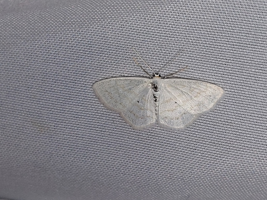 Scopula caricaria - mocsári fehéraraszoló