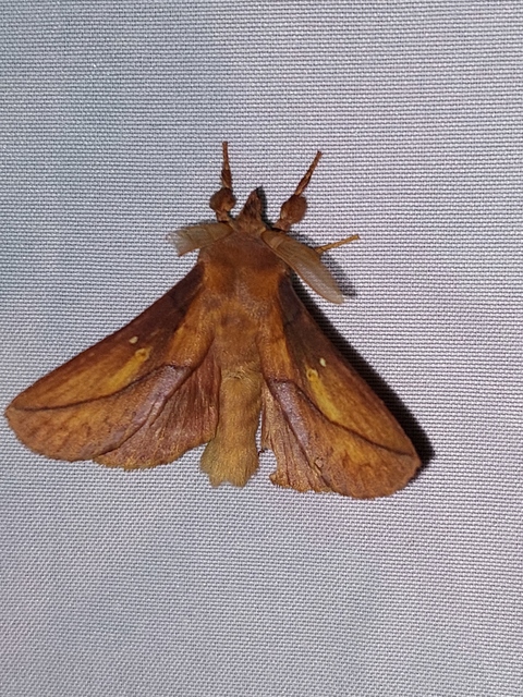 Euthrix potatoria - szomjas pohók