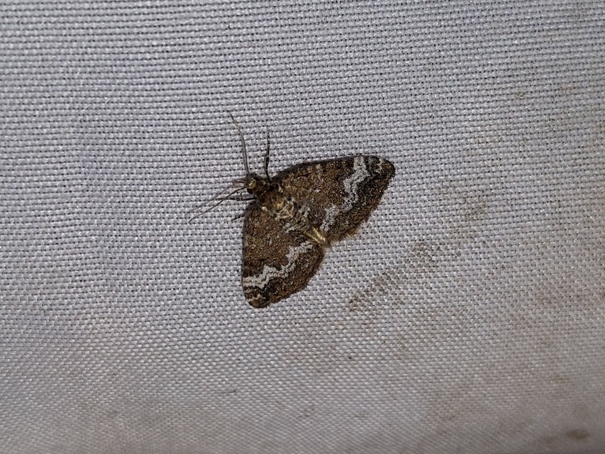 Perizoma alchemillata - árvacsalán-araszoló