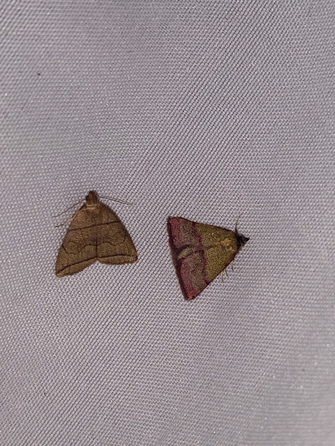 Phytometra viridaria - pirossávos bagoly