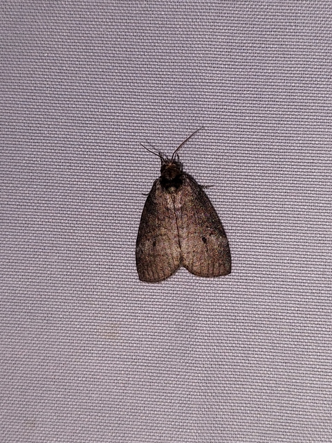 Ochropacha duplaris - égerlevél-pihésszövő