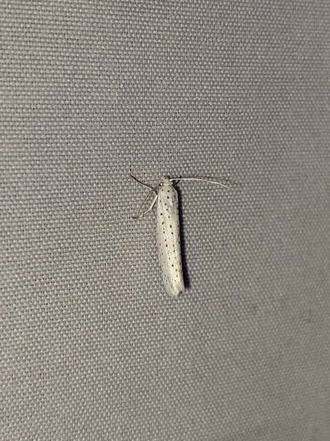 Yponomeuta evonymella - pókhálós májusfamoly