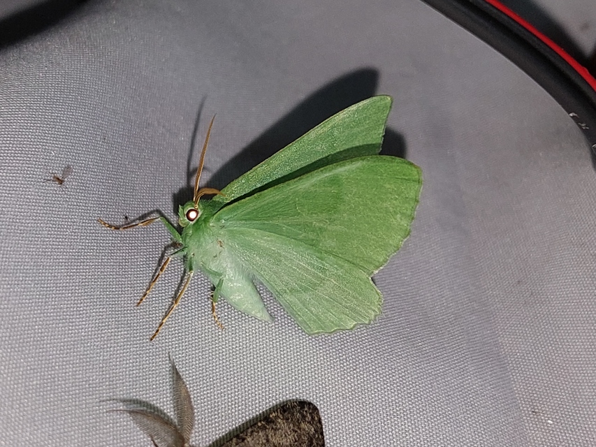 Geometra papilionaria - nagy zöldaraszoló