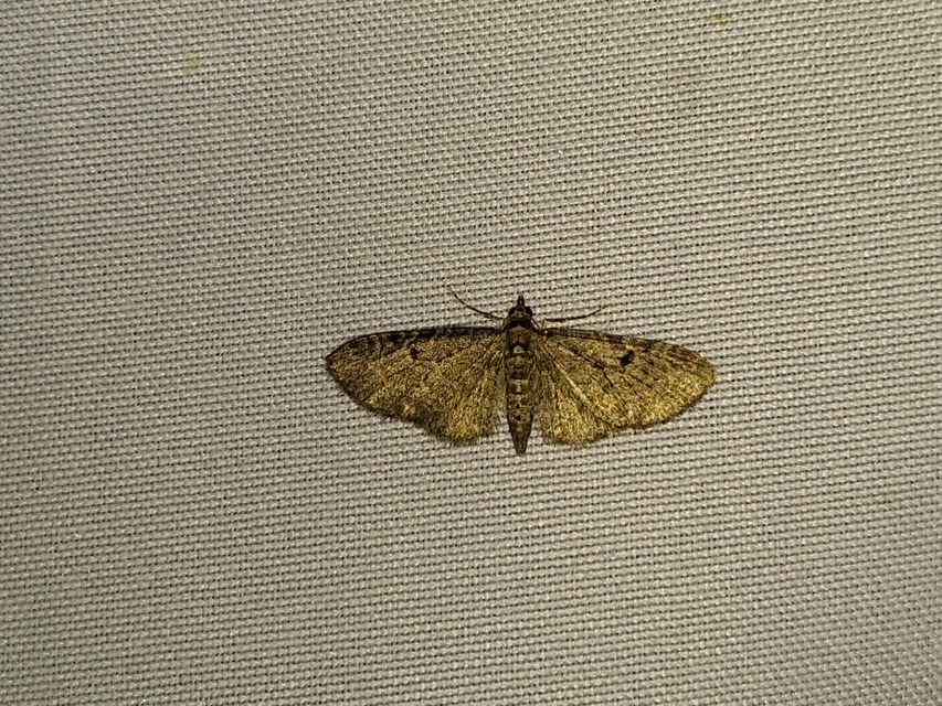 Eupithecia virgaureata - aranyvessző-törpearaszoló