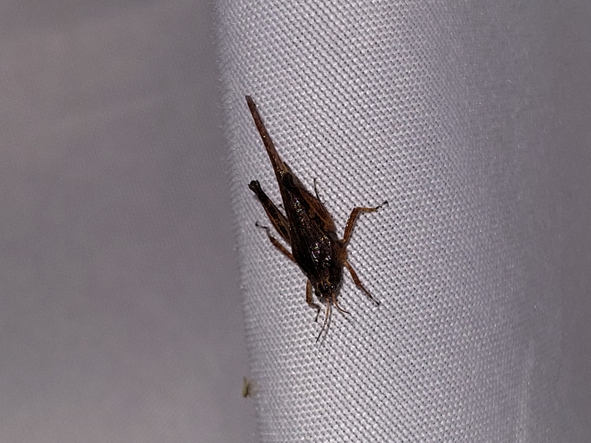 Tetrix subulata - közönséges tövishátúsáska