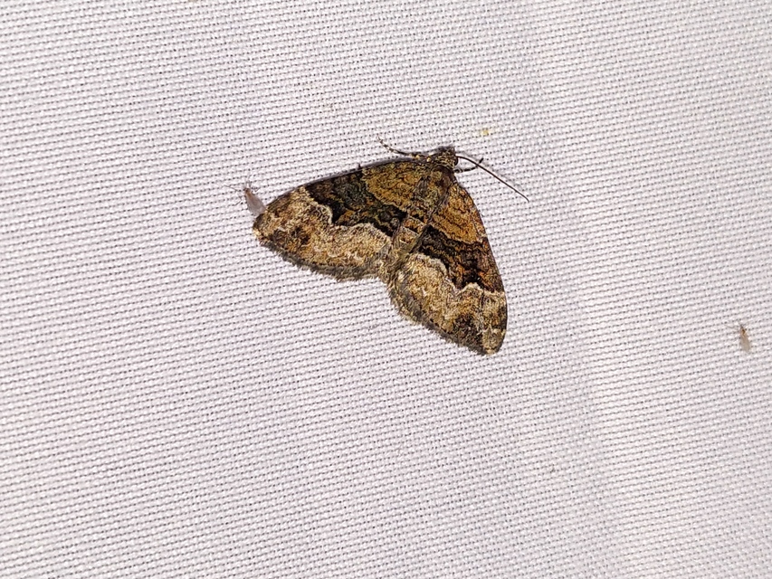 Xanthorhoe biriviata - kétsávos tarkaaraszoló