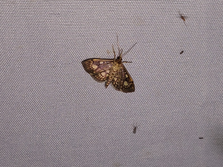 Anania stachydalis - mocsári dudvamoly