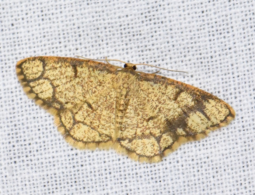 Stegania cararia - gyűrűs nyáraraszoló