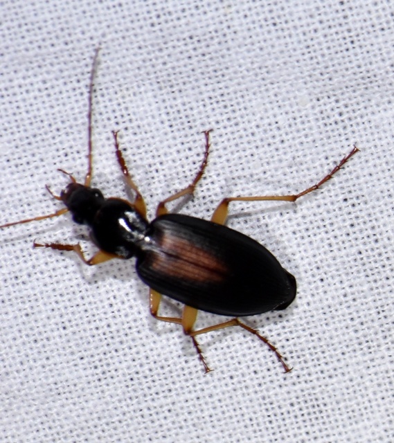 Dolichus halensis - hantfutó