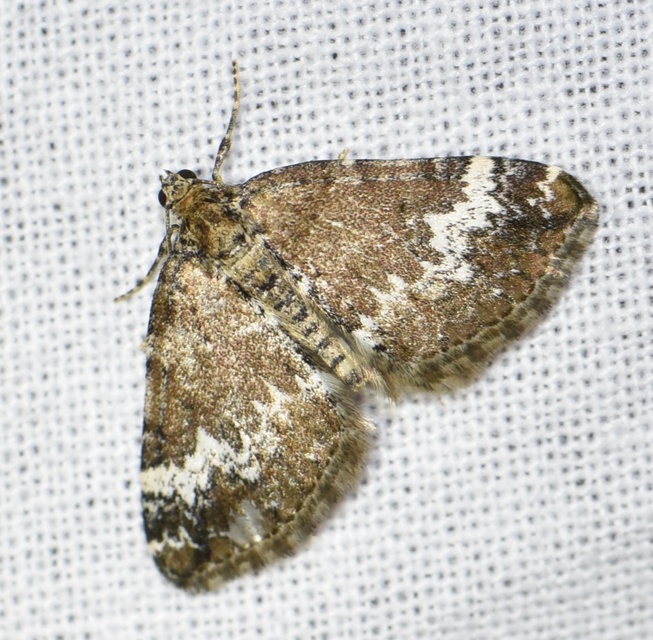 Perizoma alchemillata - árvacsalán-araszoló
