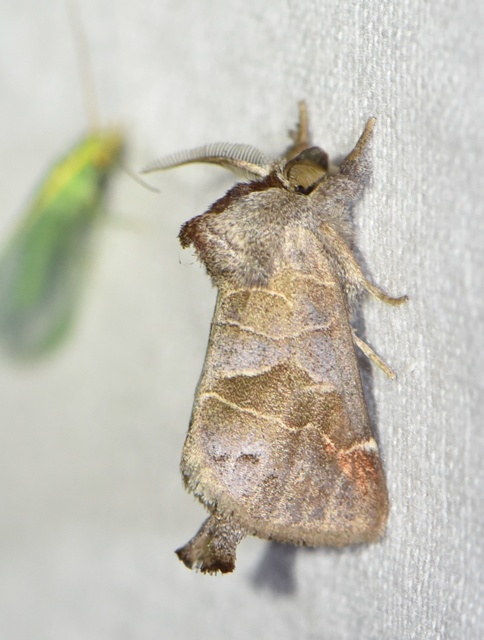 Clostera pigra - apró levélszövő