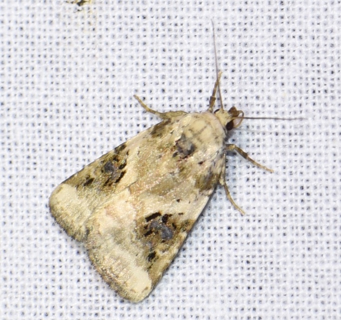 Pseudeustrotia candidula - fehéres apróbagoly