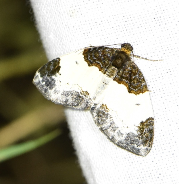 Mesoleuca albicillata - tarka fűzfaaraszoló