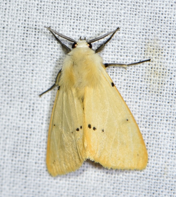 Spilarctia lutea - sárgás medvelepke