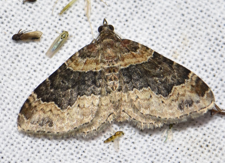 Xanthorhoe ferrugata - kerti tarkaaraszoló