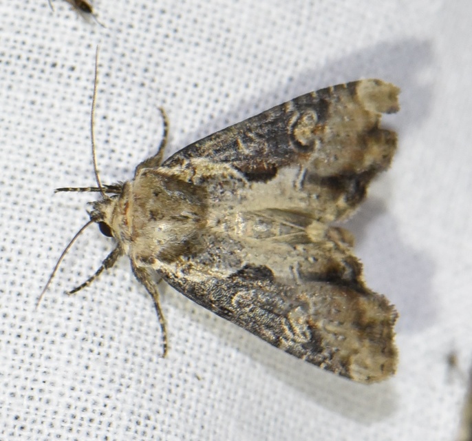 Lateroligia ophiogramma - harmatkása-dudvabagoly