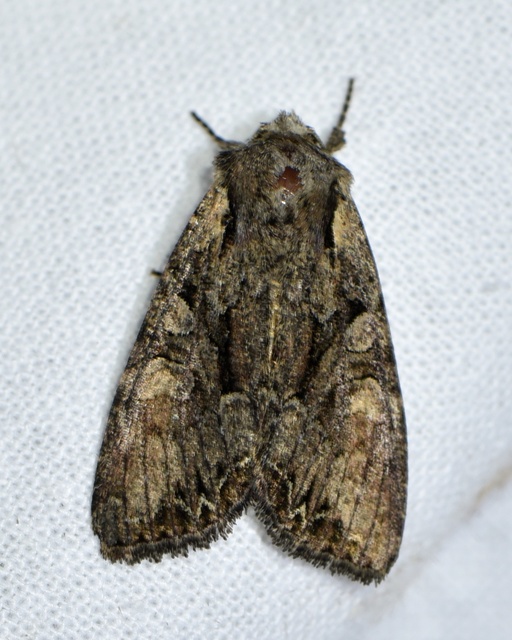 Lacanobia thalassina - borbolya-kertibagoly