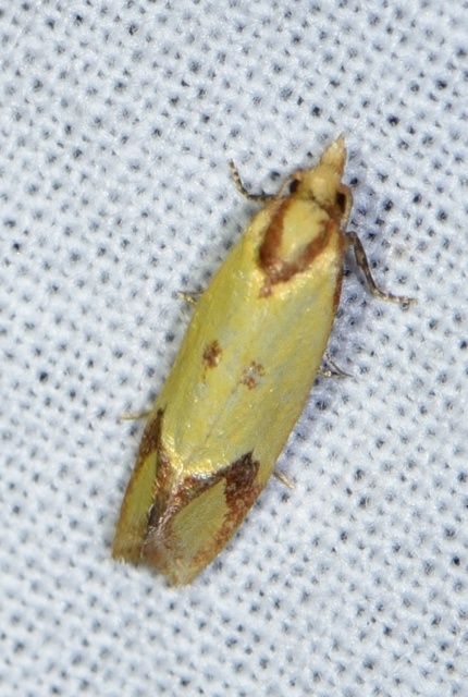 Agapeta zoegana - barnacsíkos sárgamoly