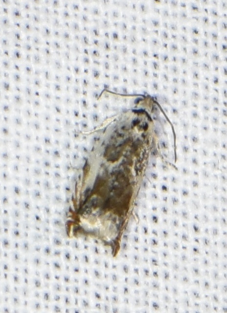 Ancylis laetana - fehér horgasmoly