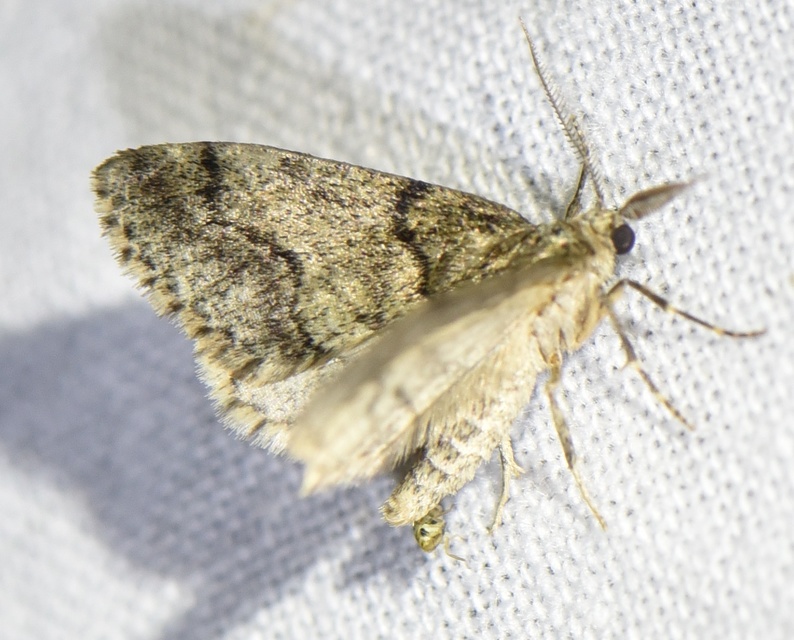 Tephronia sepiaria - zuzmóaraszoló