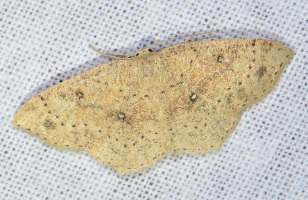 Cyclophora porata - körös pettyesaraszoló