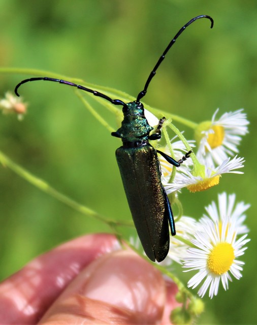 Aromia moschata - pézsmacincér