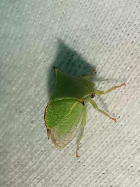 Stictocephala bisonia - bivalykabóca
