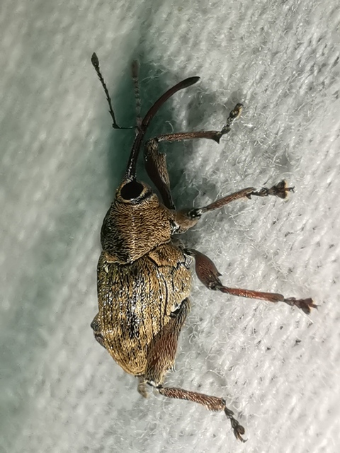 Curculio glandium - tölgymakkzsuzsóka