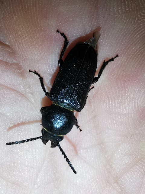 Spondylis buprestoides - erdei félcincér