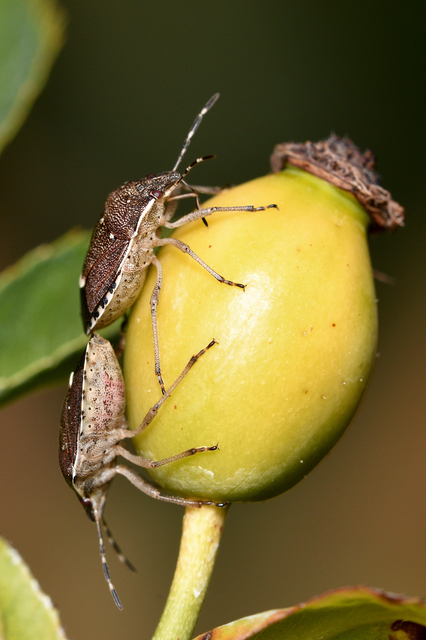 Holcostethus sphacelatus - holdas címerespoloska Holcostethus sphacelatus - holdas címerespoloska