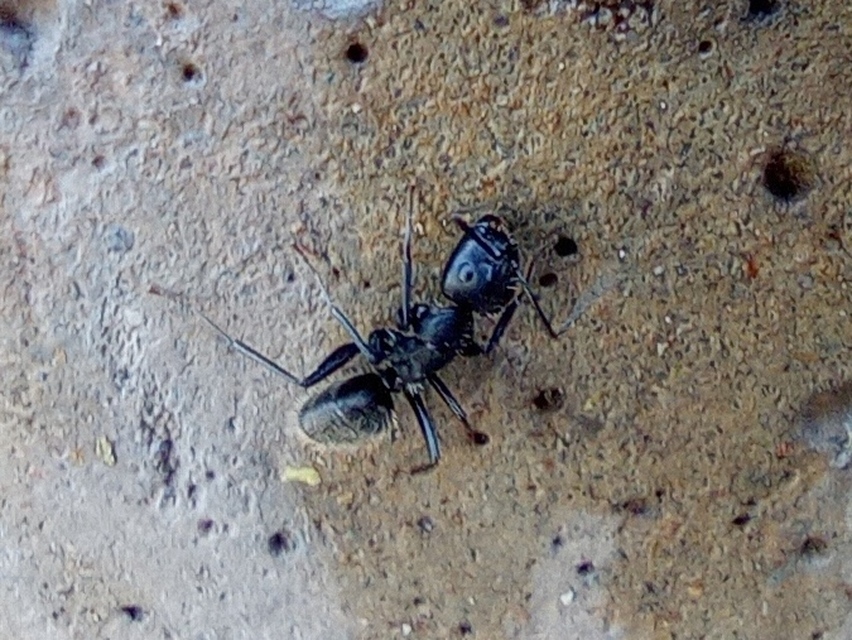Camponotus vagus - fekete lóhangya