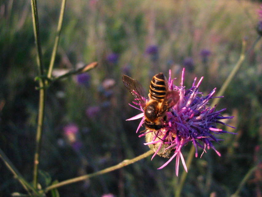 Megachile