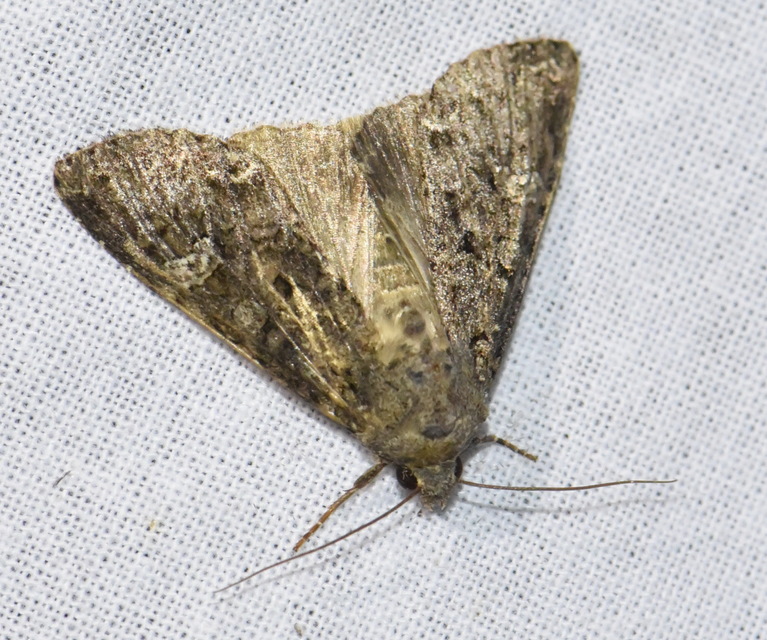Mamestra brassicae - káposztabagoly