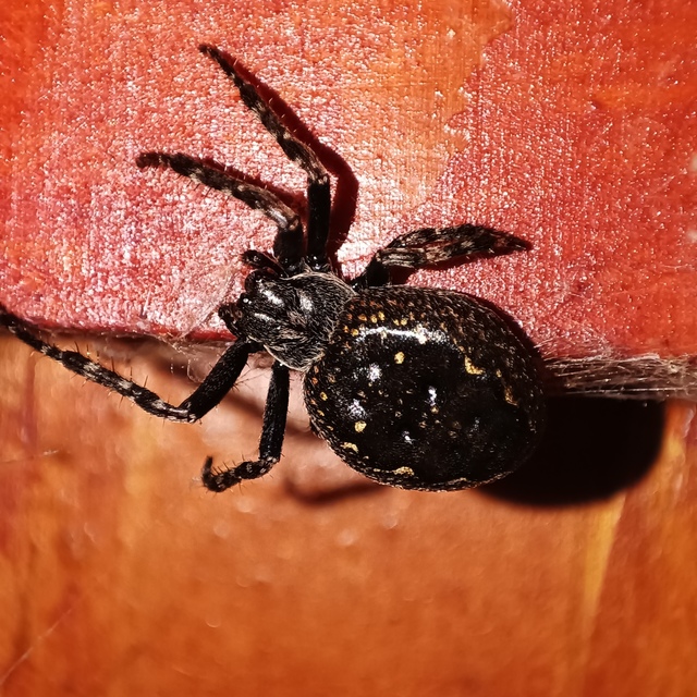 Nuctenea umbratica - közönséges rés-keresztespók
