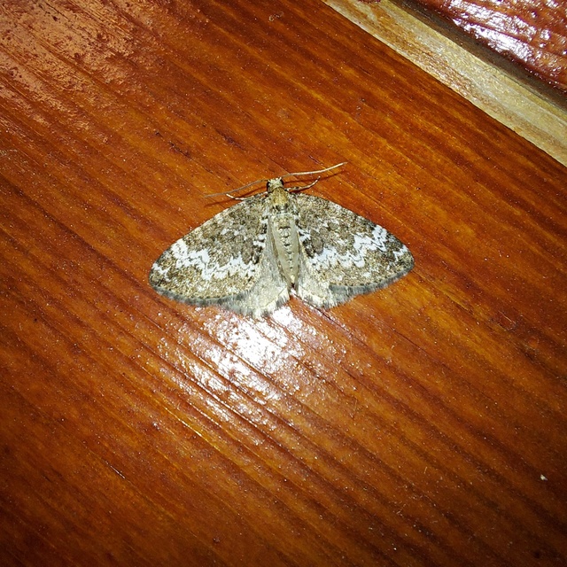 Perizoma alchemillata - árvacsalán-araszoló