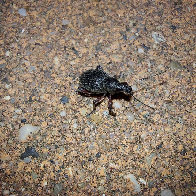 Dodecastichus mastix - lécesorrú gyalogormányos