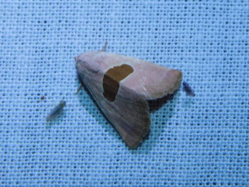 Calymma communimacula - pajzstetűfaló bagoly