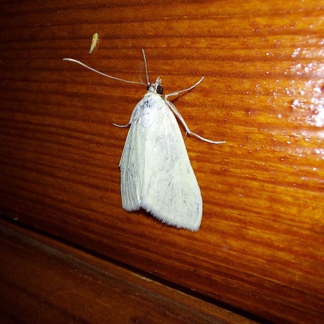 Sitochroa palealis - kénszárnyú dudvamoly