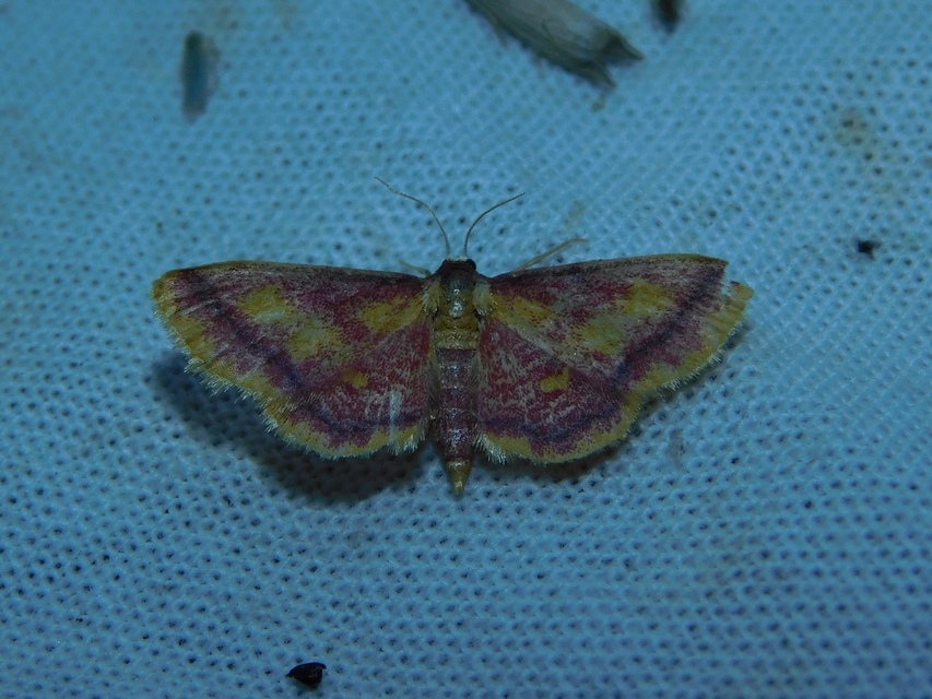 Idaea muricata - mocsári pirosaraszoló