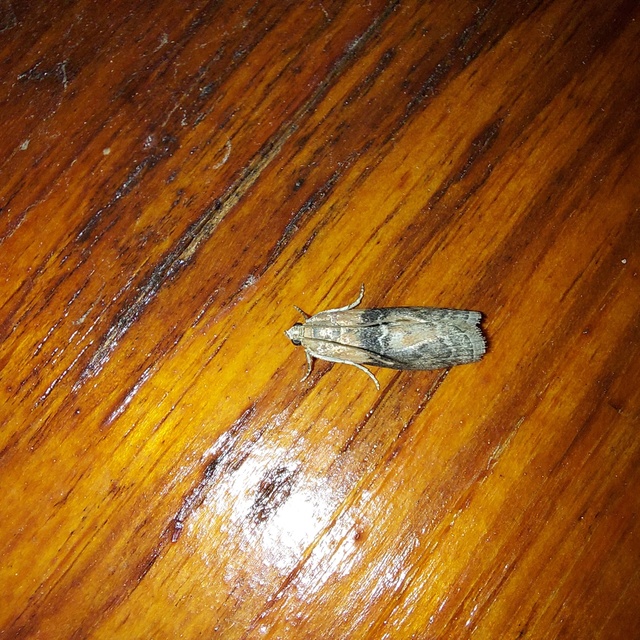Sciota adelphella - pirosszárnytövű karcsúmoly