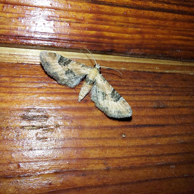 Eupithecia gueneata - téglavörös törpearaszoló Eupithecia gueneata - téglavörös törpearaszoló