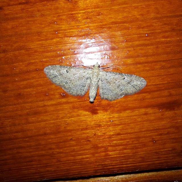 Eupithecia millefoliata - cickafark-törpearaszoló