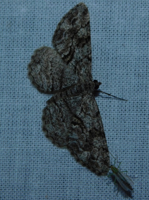 Peribatodes secundaria - fenyő-faaraszoló