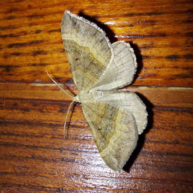 Scotopteryx chenopodiata - libatop-araszoló