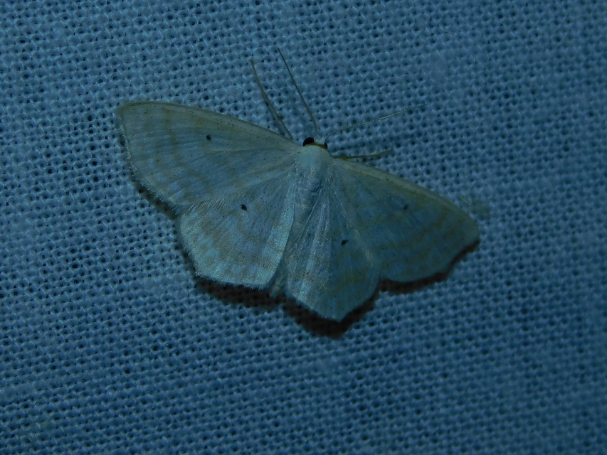 Scopula immutata - réti fehéraraszoló