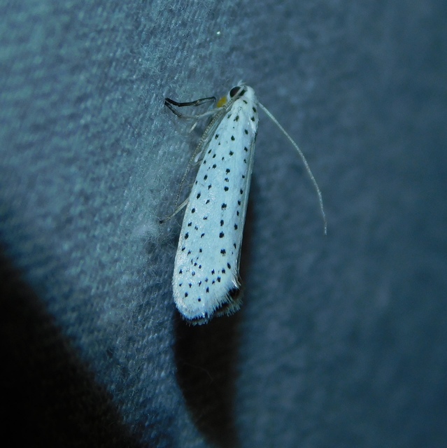 Yponomeuta evonymella - pókhálós májusfamoly