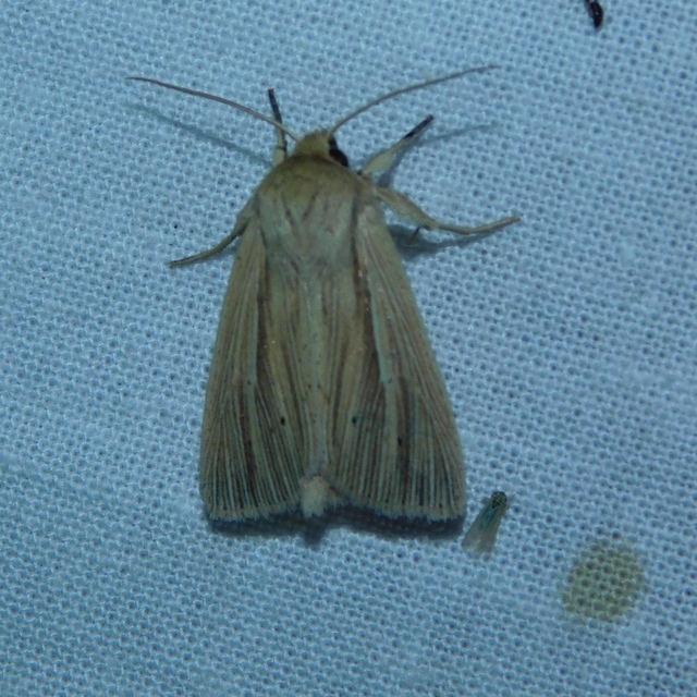 Mythimna impura - barna rétibagoly