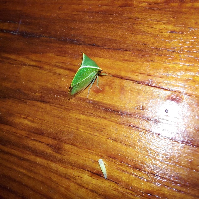 Stictocephala bisonia - bivalykabóca