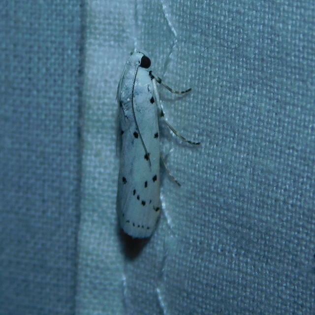 Myelois circumvoluta - pettyes karcsúmoly